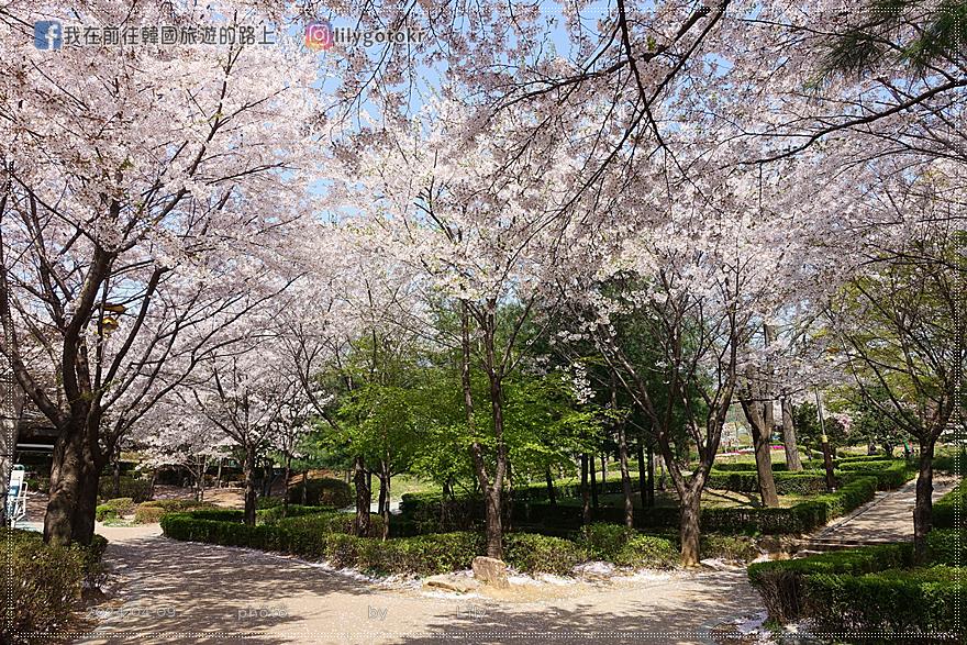 63)仁川．石南站｜期間限定開放爆美賞櫻景點「SK石油化學櫻花公園」超推薦 @我在前往韓國旅遊的路上