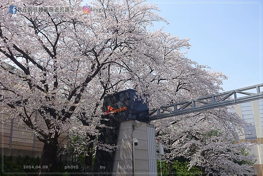 63)仁川．石南站｜期間限定開放爆美賞櫻景點「SK石油化學櫻花公園」超推薦 @我在前往韓國旅遊的路上