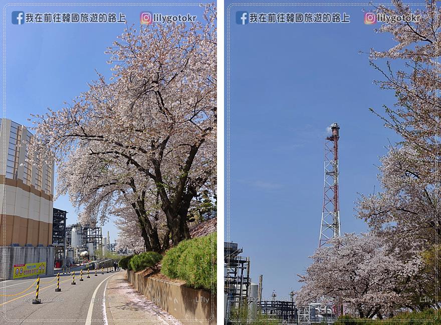 63)仁川．石南站｜期間限定開放爆美賞櫻景點「SK石油化學櫻花公園」超推薦 @我在前往韓國旅遊的路上