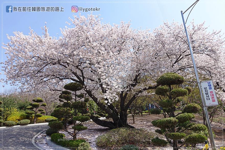 63)仁川．石南站｜期間限定開放爆美賞櫻景點「SK石油化學櫻花公園」超推薦 @我在前往韓國旅遊的路上