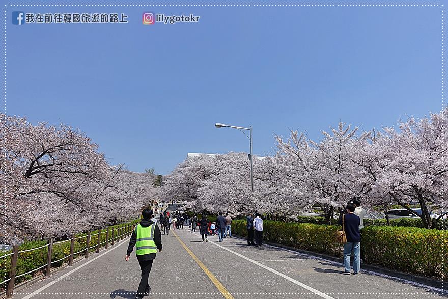 63)仁川．石南站｜期間限定開放爆美賞櫻景點「SK石油化學櫻花公園」超推薦 @我在前往韓國旅遊的路上