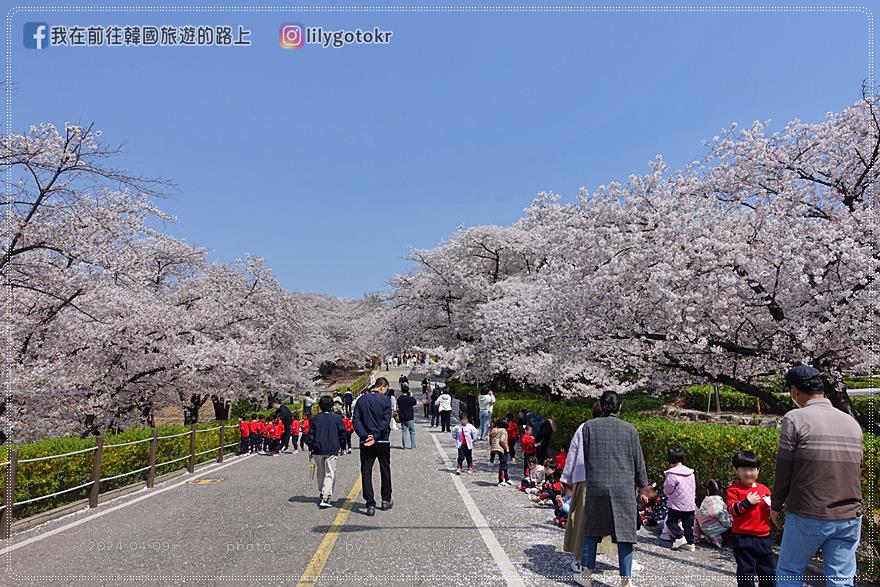 63)仁川．石南站｜期間限定開放爆美賞櫻景點「SK石油化學櫻花公園」超推薦 @我在前往韓國旅遊的路上