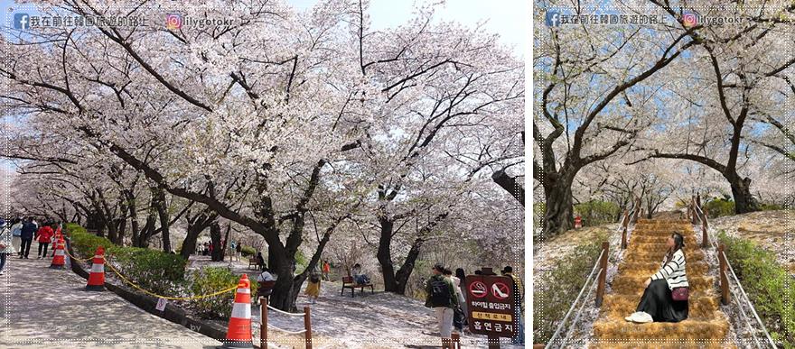 63)仁川．石南站｜期間限定開放爆美賞櫻景點「SK石油化學櫻花公園」超推薦 @我在前往韓國旅遊的路上