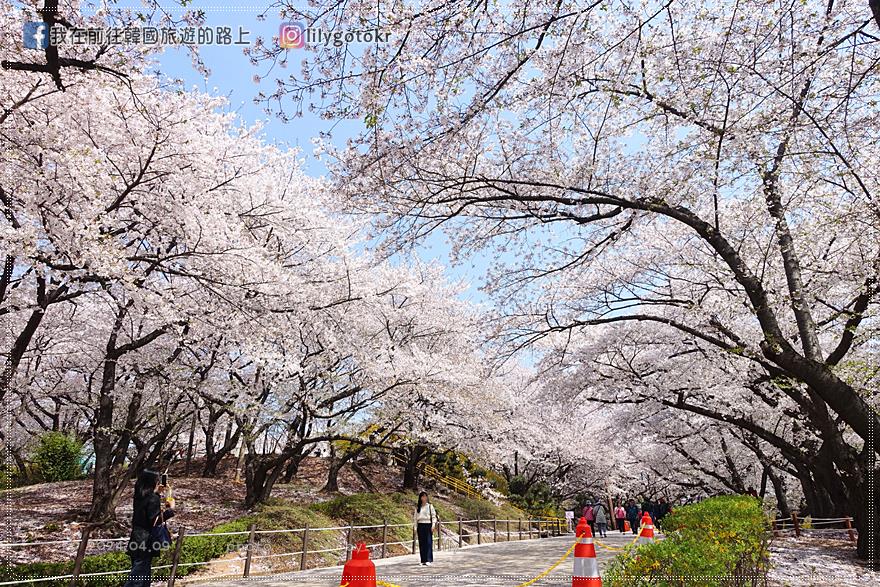 63)仁川．石南站｜期間限定開放爆美賞櫻景點「SK石油化學櫻花公園」超推薦 @我在前往韓國旅遊的路上