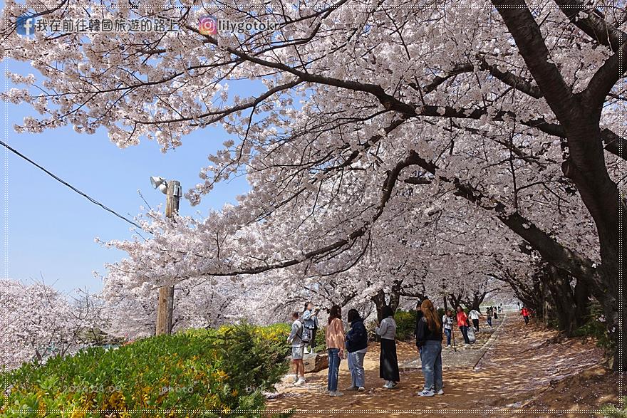 63)仁川．石南站｜期間限定開放爆美賞櫻景點「SK石油化學櫻花公園」超推薦 @我在前往韓國旅遊的路上