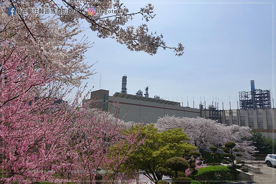 63)仁川．石南站｜期間限定開放爆美賞櫻景點「SK石油化學櫻花公園」超推薦 @我在前往韓國旅遊的路上