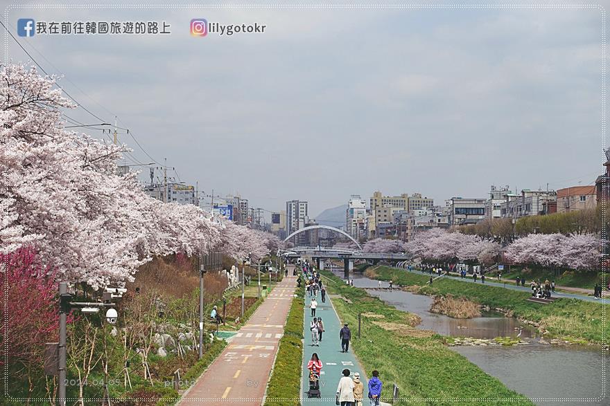 63)首爾．賽折／鷹岩站｜恩平區賞櫻景點「佛光川櫻花路(불광천벚꽃길)」《依法相愛吧》拍攝地 @我在前往韓國旅遊的路上