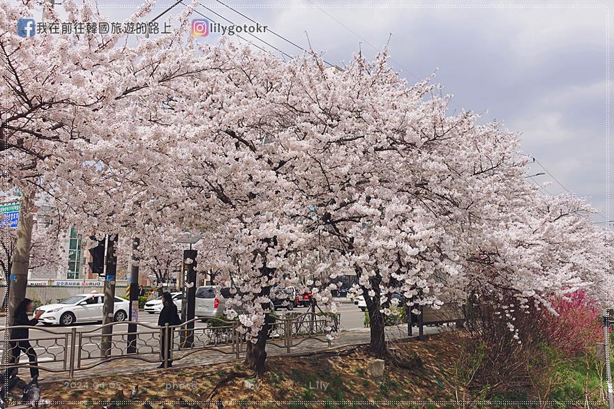 63)首爾．賽折／鷹岩站｜恩平區賞櫻景點「佛光川櫻花路(불광천벚꽃길)」《依法相愛吧》拍攝地 @我在前往韓國旅遊的路上