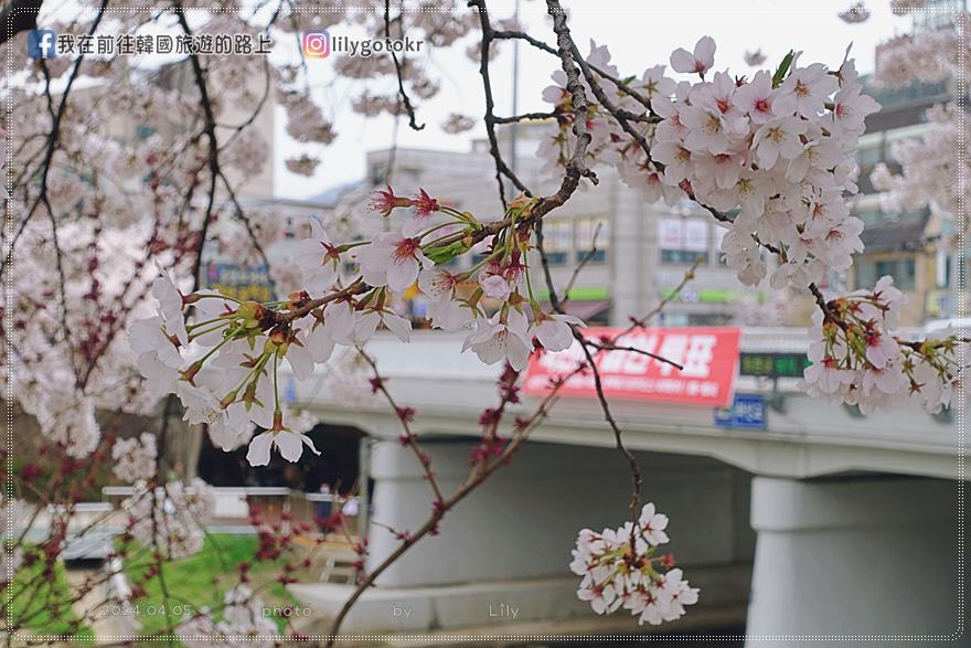 63)首爾．賽折／鷹岩站｜恩平區賞櫻景點「佛光川櫻花路(불광천벚꽃길)」《依法相愛吧》拍攝地 @我在前往韓國旅遊的路上