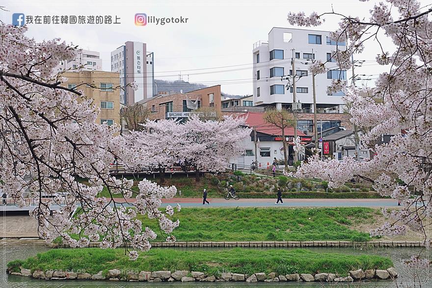 63)首爾．賽折／鷹岩站｜恩平區賞櫻景點「佛光川櫻花路(불광천벚꽃길)」《依法相愛吧》拍攝地 @我在前往韓國旅遊的路上