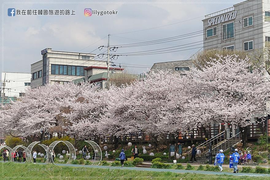 63)首爾．賽折／鷹岩站｜恩平區賞櫻景點「佛光川櫻花路(불광천벚꽃길)」《依法相愛吧》拍攝地 @我在前往韓國旅遊的路上