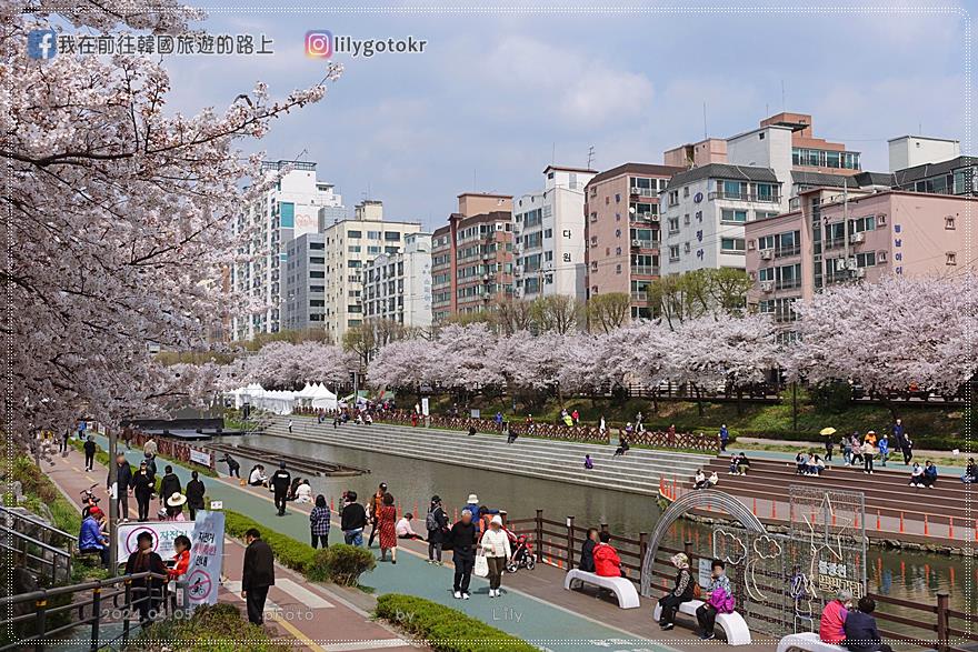 63)首爾．賽折／鷹岩站｜恩平區賞櫻景點「佛光川櫻花路(불광천벚꽃길)」《依法相愛吧》拍攝地 @我在前往韓國旅遊的路上