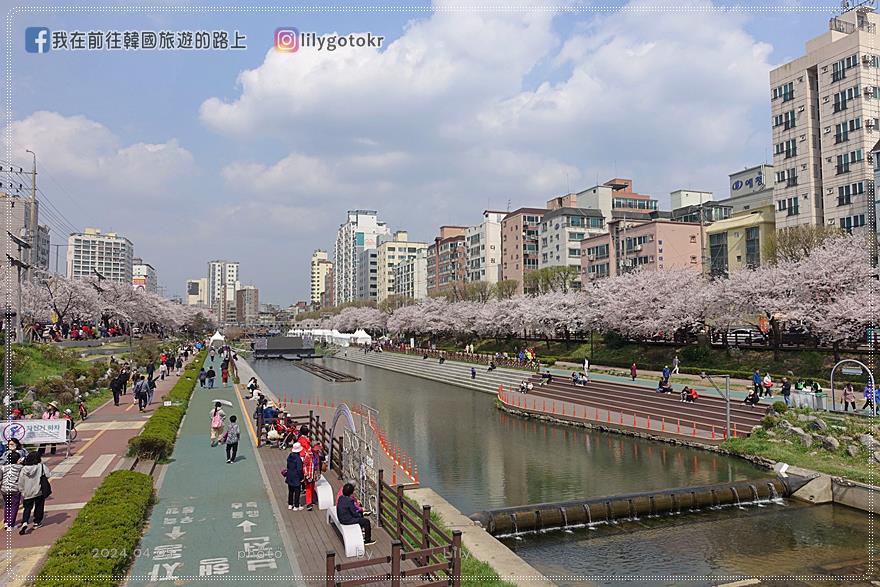 63)首爾．賽折／鷹岩站｜恩平區賞櫻景點「佛光川櫻花路(불광천벚꽃길)」《依法相愛吧》拍攝地 @我在前往韓國旅遊的路上