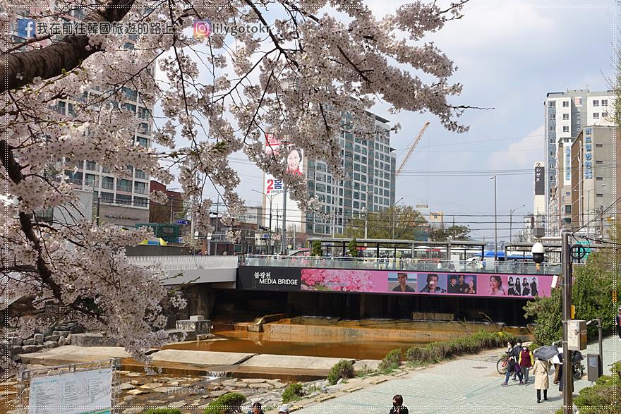 63)首爾．賽折／鷹岩站｜恩平區賞櫻景點「佛光川櫻花路(불광천벚꽃길)」《依法相愛吧》拍攝地 @我在前往韓國旅遊的路上