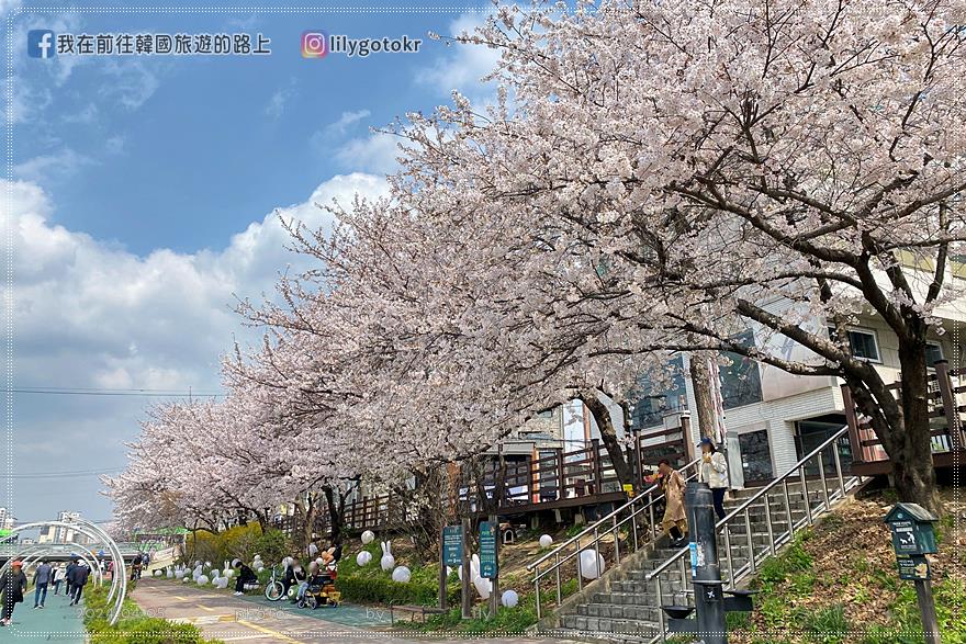 63)首爾．賽折／鷹岩站｜恩平區賞櫻景點「佛光川櫻花路(불광천벚꽃길)」《依法相愛吧》拍攝地 @我在前往韓國旅遊的路上