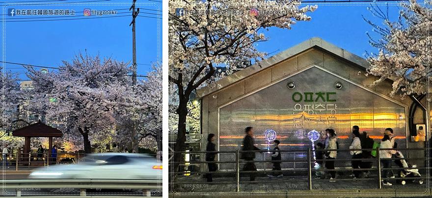 63)首爾．賽折／鷹岩站｜恩平區賞櫻景點「佛光川櫻花路(불광천벚꽃길)」《依法相愛吧》拍攝地 @我在前往韓國旅遊的路上