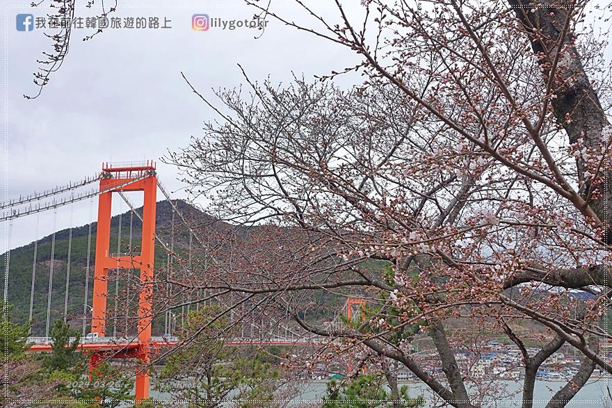 63)慶尚南道．南海｜王池櫻花路(왕지벚꽃길)絕美海景櫻花路，眺望南海大橋 @我在前往韓國旅遊的路上