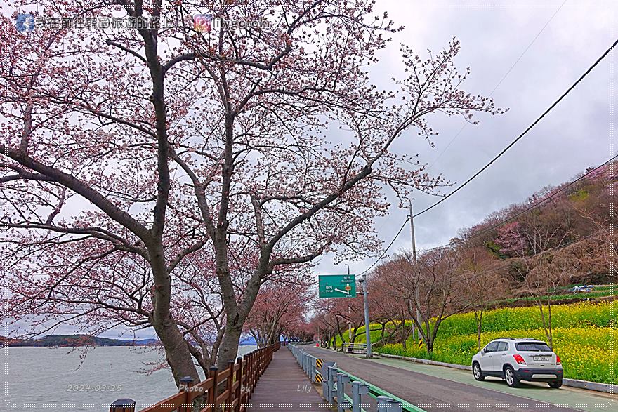 63)慶尚南道．南海｜王池櫻花路(왕지벚꽃길)絕美海景櫻花路，眺望南海大橋 @我在前往韓國旅遊的路上