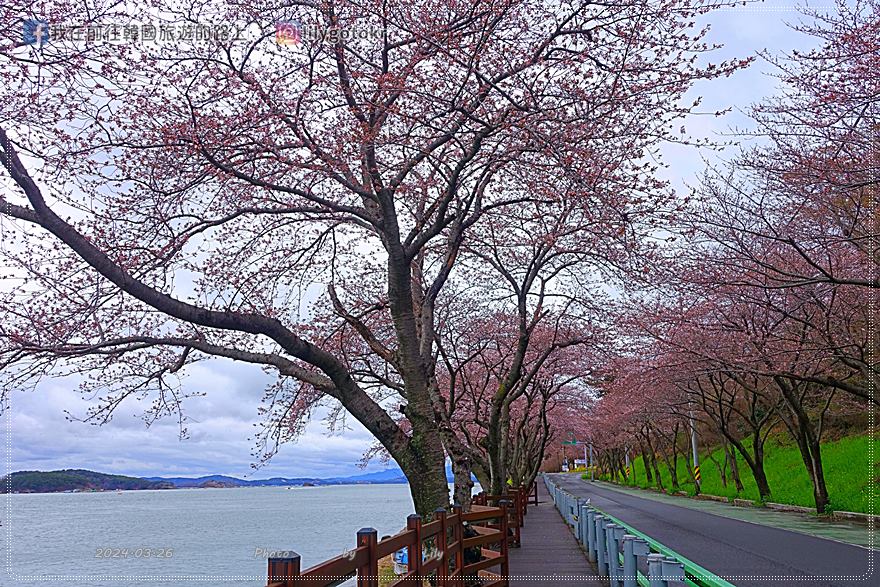 63)慶尚南道．南海｜王池櫻花路(왕지벚꽃길)絕美海景櫻花路，眺望南海大橋 @我在前往韓國旅遊的路上