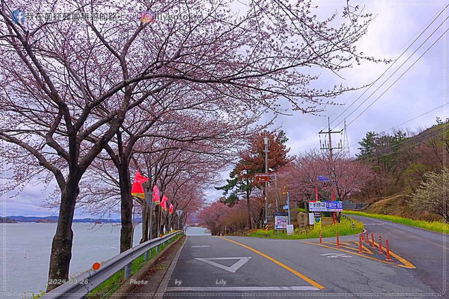 63)慶尚南道．南海｜王池櫻花路(왕지벚꽃길)絕美海景櫻花路，眺望南海大橋 @我在前往韓國旅遊的路上