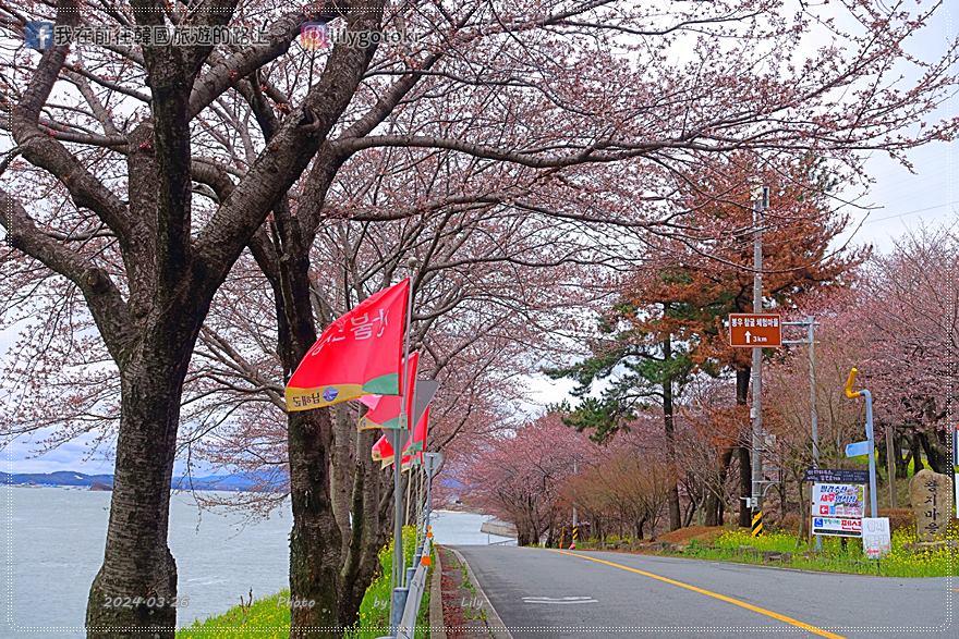 63)慶尚南道．南海｜王池櫻花路(왕지벚꽃길)絕美海景櫻花路，眺望南海大橋 @我在前往韓國旅遊的路上