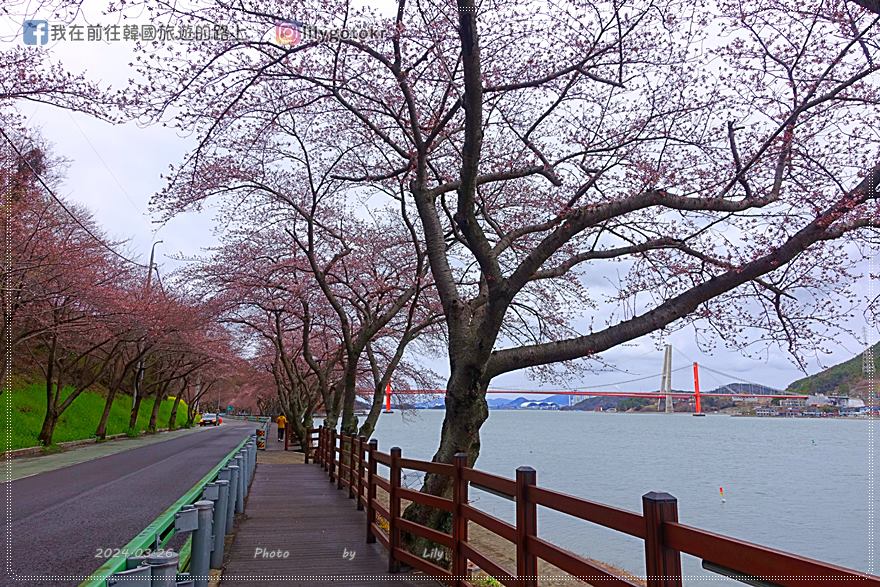 63)慶尚南道．南海｜王池櫻花路(왕지벚꽃길)絕美海景櫻花路，眺望南海大橋 @我在前往韓國旅遊的路上