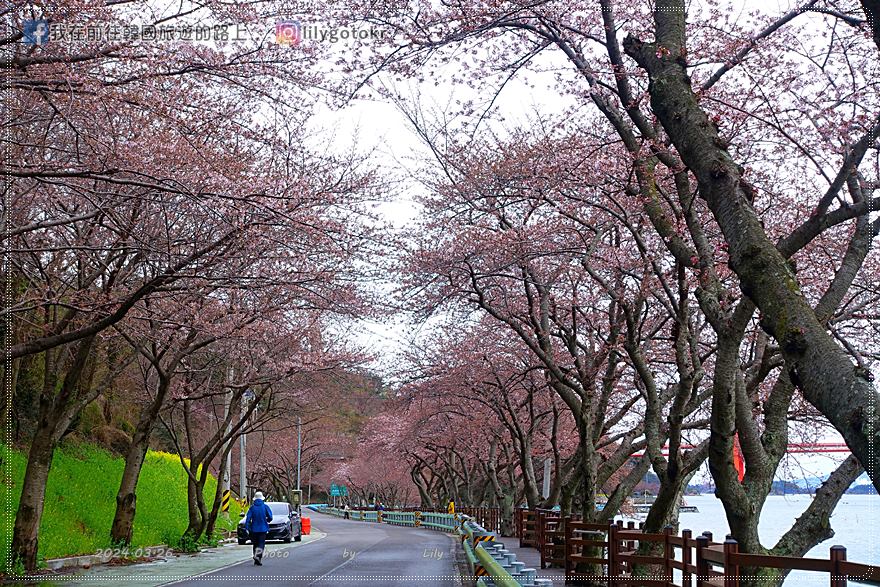 63)慶尚南道．南海｜王池櫻花路(왕지벚꽃길)絕美海景櫻花路，眺望南海大橋 @我在前往韓國旅遊的路上