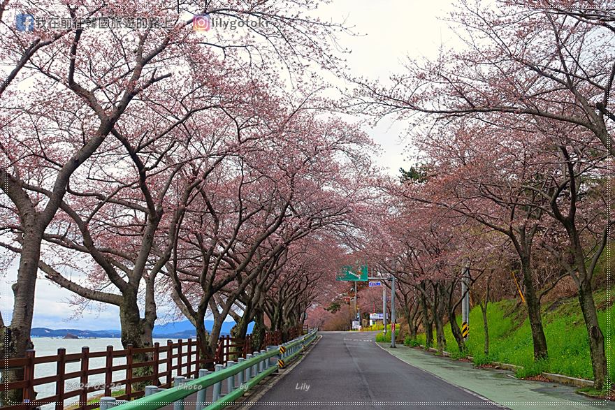 63)慶尚南道．南海｜王池櫻花路(왕지벚꽃길)絕美海景櫻花路，眺望南海大橋 @我在前往韓國旅遊的路上