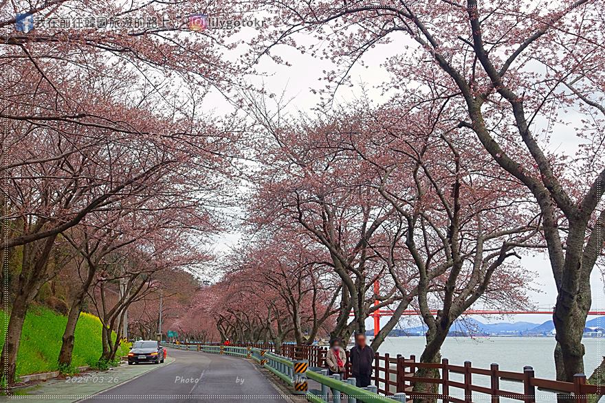 63)慶尚南道．南海｜王池櫻花路(왕지벚꽃길)絕美海景櫻花路，眺望南海大橋 @我在前往韓國旅遊的路上