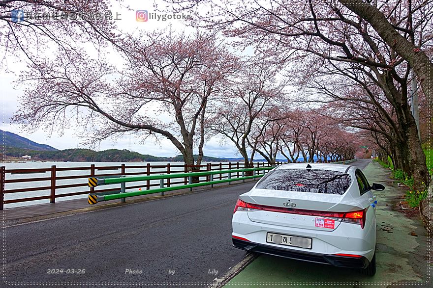63)慶尚南道．南海｜王池櫻花路(왕지벚꽃길)絕美海景櫻花路，眺望南海大橋 @我在前往韓國旅遊的路上