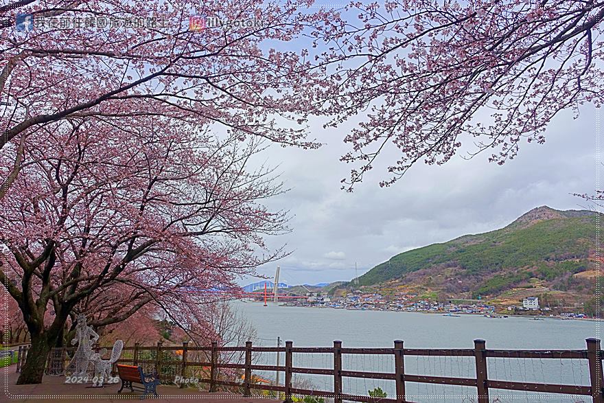 63)慶尚南道．南海｜王池櫻花路(왕지벚꽃길)絕美海景櫻花路，眺望南海大橋 @我在前往韓國旅遊的路上