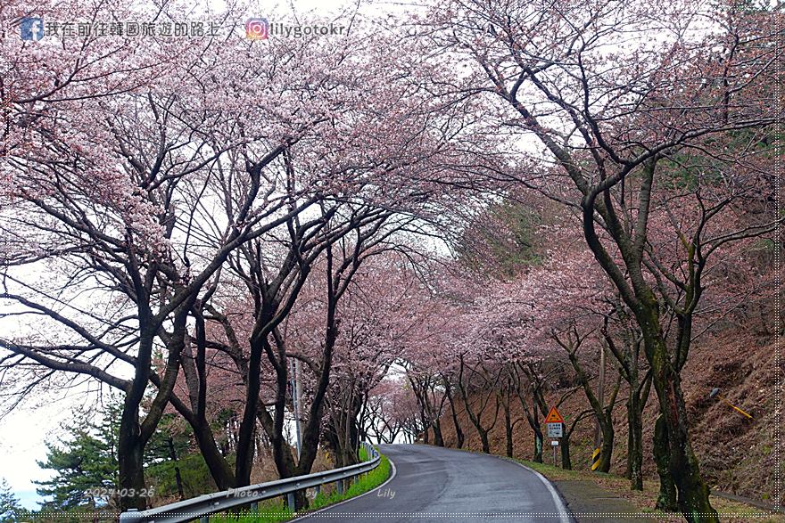 63)慶尚南道．南海｜王池櫻花路(왕지벚꽃길)絕美海景櫻花路，眺望南海大橋 @我在前往韓國旅遊的路上
