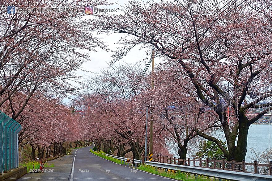 63)慶尚南道．南海｜王池櫻花路(왕지벚꽃길)絕美海景櫻花路，眺望南海大橋 @我在前往韓國旅遊的路上