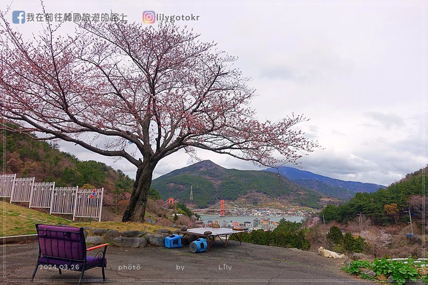 63)慶尚南道．南海｜王池櫻花路(왕지벚꽃길)絕美海景櫻花路，眺望南海大橋 @我在前往韓國旅遊的路上