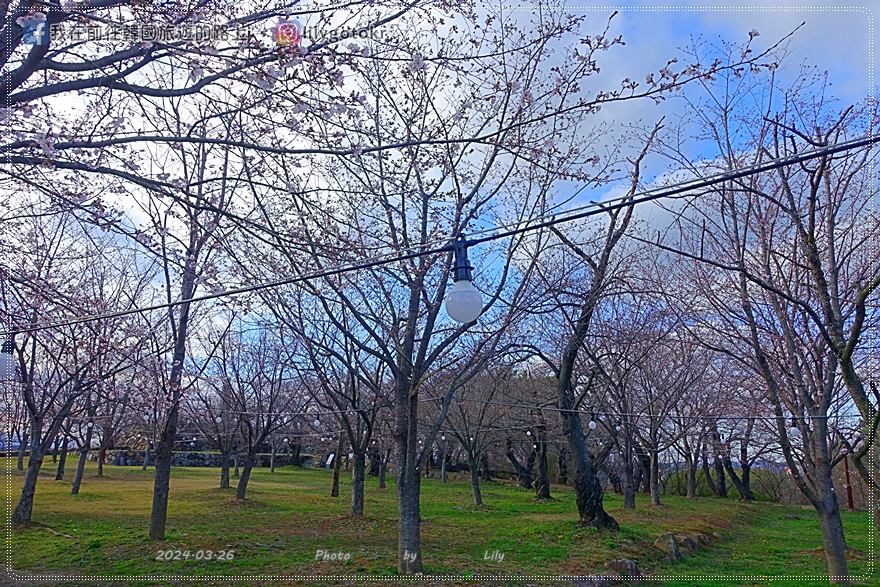 63)慶尚南道.泗川|泗川八景之「船津里城櫻花」觸手可及的櫻花和城牆是熱門打卡點 @我在前往韓國旅遊的路上 63)慶尚南道.泗川|泗川八景之「船津里城櫻花」觸手可及的櫻花和城牆是熱門打卡點 @我在前往韓國旅遊的路上
