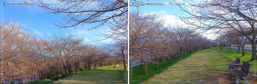 63)慶尚南道．泗川｜泗川八景之「船津里城櫻花」觸手可及的櫻花和城牆是熱門打卡點 @我在前往韓國旅遊的路上