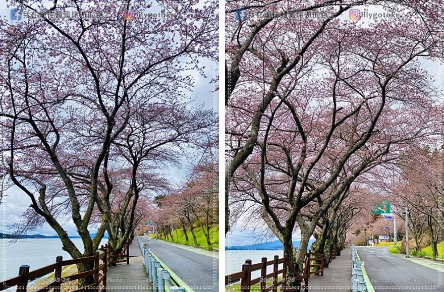 63)慶尚南道．南海｜王池櫻花路(왕지벚꽃길)絕美海景櫻花路，眺望南海大橋 @我在前往韓國旅遊的路上
