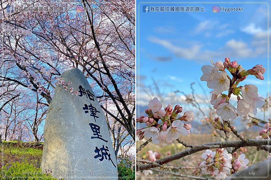 63)慶尚南道.泗川|泗川八景之「船津里城櫻花」觸手可及的櫻花和城牆是熱門打卡點 @我在前往韓國旅遊的路上 63)慶尚南道.泗川|泗川八景之「船津里城櫻花」觸手可及的櫻花和城牆是熱門打卡點 @我在前往韓國旅遊的路上