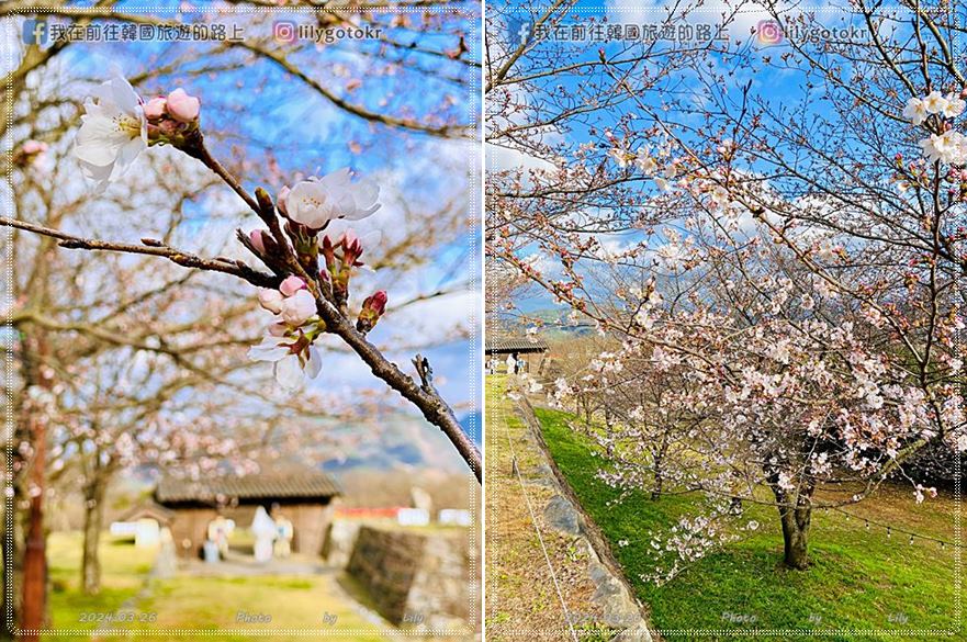 63)慶尚南道.泗川|泗川八景之「船津里城櫻花」觸手可及的櫻花和城牆是熱門打卡點 @我在前往韓國旅遊的路上 63)慶尚南道.泗川|泗川八景之「船津里城櫻花」觸手可及的櫻花和城牆是熱門打卡點 @我在前往韓國旅遊的路上