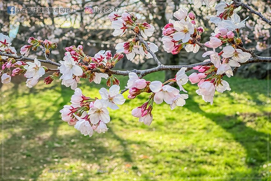 63)慶尚南道.泗川|泗川八景之「船津里城櫻花」觸手可及的櫻花和城牆是熱門打卡點 @我在前往韓國旅遊的路上 63)慶尚南道.泗川|泗川八景之「船津里城櫻花」觸手可及的櫻花和城牆是熱門打卡點 @我在前往韓國旅遊的路上
