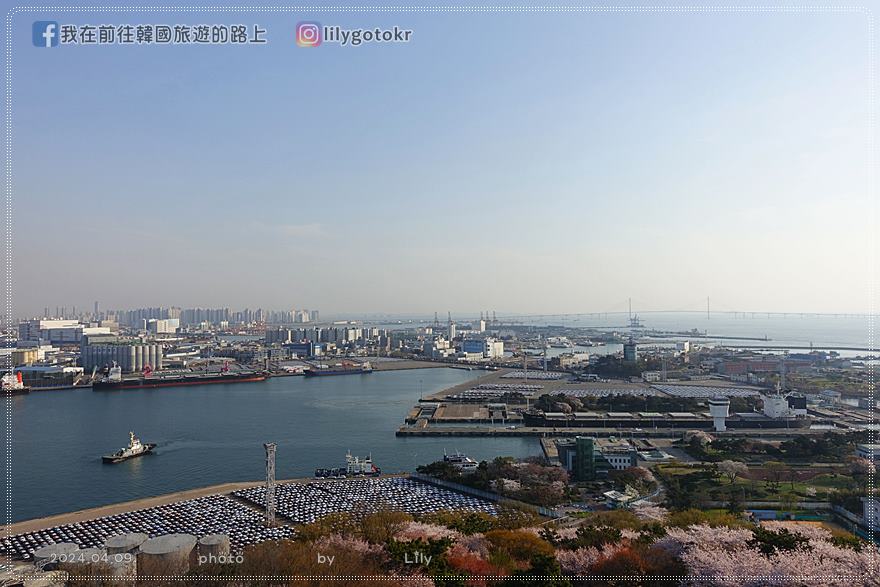 63)仁川賞櫻｜到「月尾公園、月尾主題公園」海景櫻花、海鷗夕陽一次收 @我在前往韓國旅遊的路上