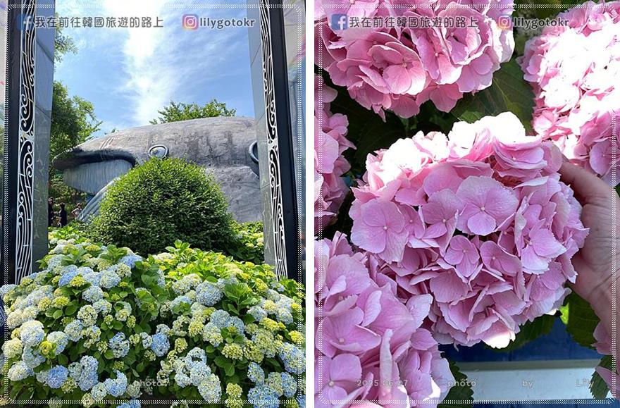 68)蔚山｜長生浦鯨魚文化村6-7月限定長生浦繡球花慶典 @我在前往韓國旅遊的路上
