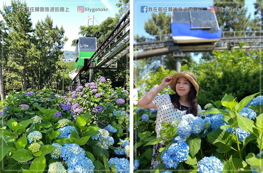 68)蔚山｜長生浦鯨魚文化村6-7月限定長生浦繡球花慶典 @我在前往韓國旅遊的路上