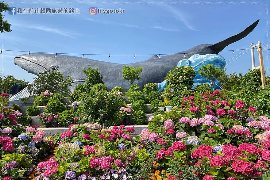68)蔚山｜長生浦鯨魚文化村6-7月限定長生浦繡球花慶典 @我在前往韓國旅遊的路上