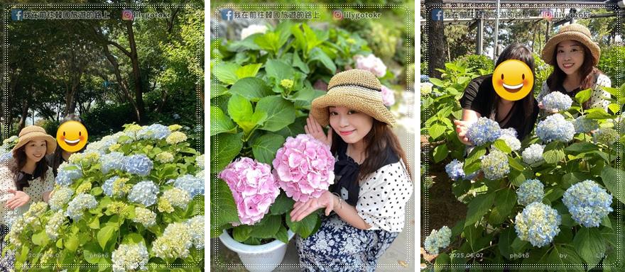 68)蔚山｜長生浦鯨魚文化村6-7月限定長生浦繡球花慶典 @我在前往韓國旅遊的路上