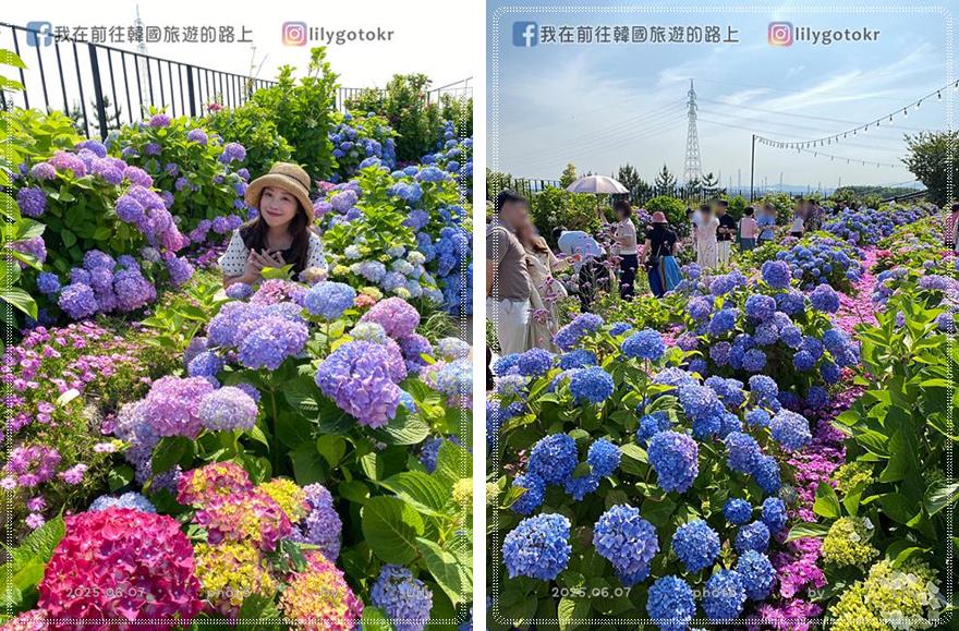 68)蔚山｜長生浦鯨魚文化村6-7月限定長生浦繡球花慶典 @我在前往韓國旅遊的路上