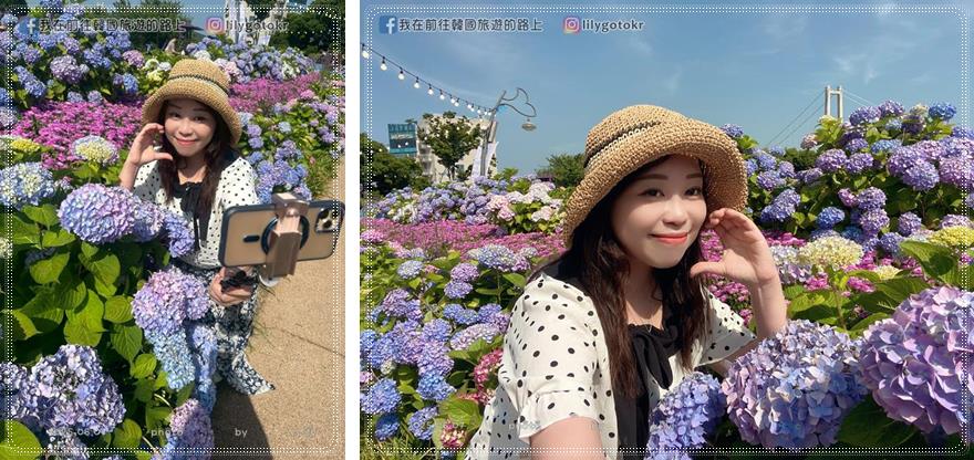 68)蔚山｜長生浦鯨魚文化村6-7月限定長生浦繡球花慶典 @我在前往韓國旅遊的路上