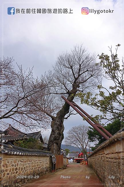 【全羅南道．羅州景點】羅州賞櫻銀杏推薦景點：羅州鄉校、錦城館、羅州牧使內衙 @我在前往韓國旅遊的路上
