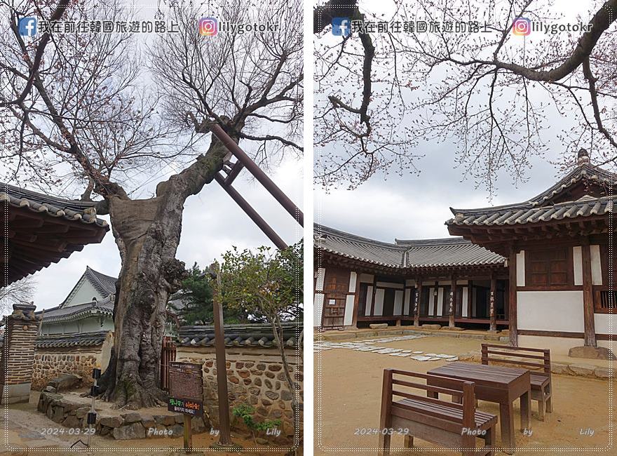 【全羅南道．羅州景點】羅州賞櫻銀杏推薦景點：羅州鄉校、錦城館、羅州牧使內衙 @我在前往韓國旅遊的路上