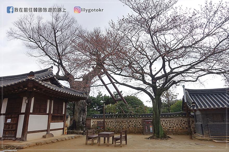 【全羅南道．羅州景點】羅州賞櫻銀杏推薦景點：羅州鄉校、錦城館、羅州牧使內衙 @我在前往韓國旅遊的路上